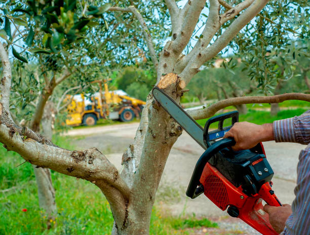 The Steps Involved in Our Tree Care Process in Coleman, MI